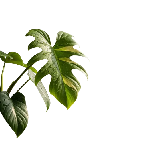 Dekorasi tanaman