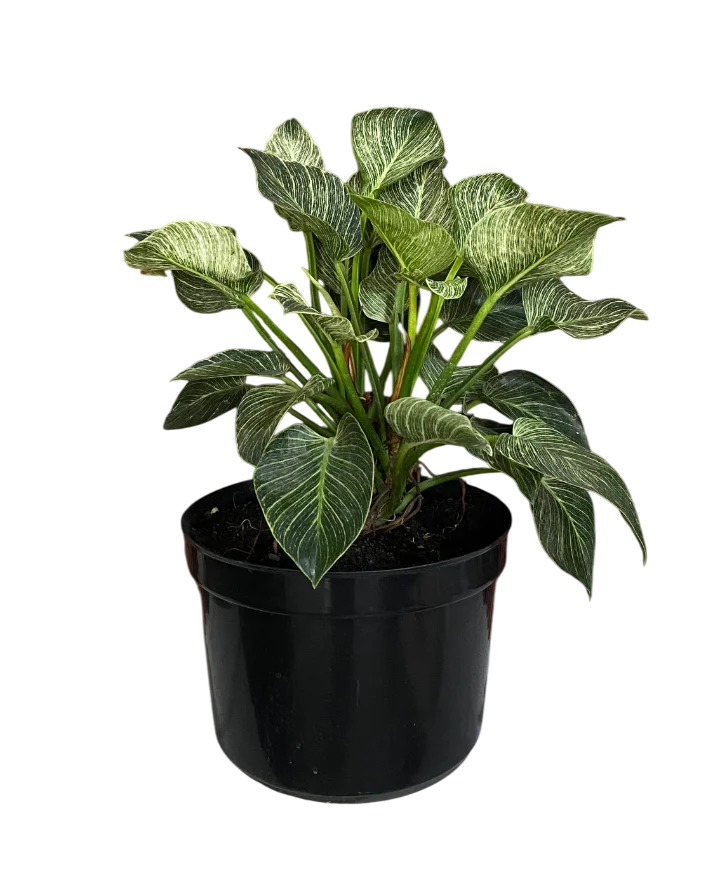 Philodendron Birkin