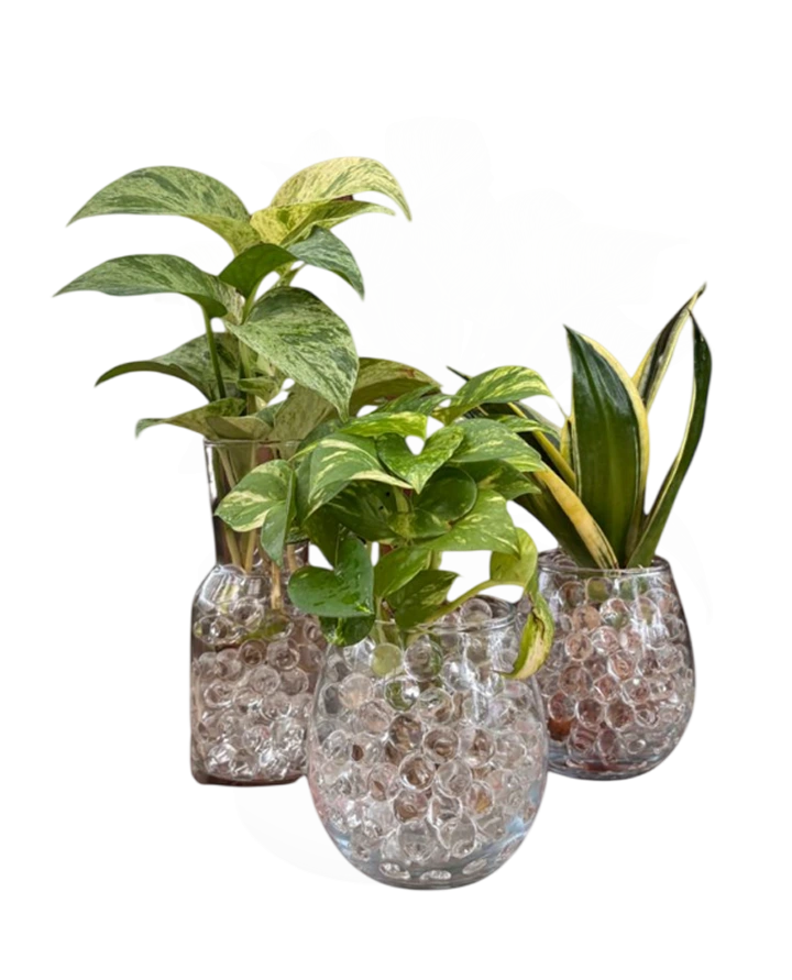 Philodendron Pot Kaca Bening