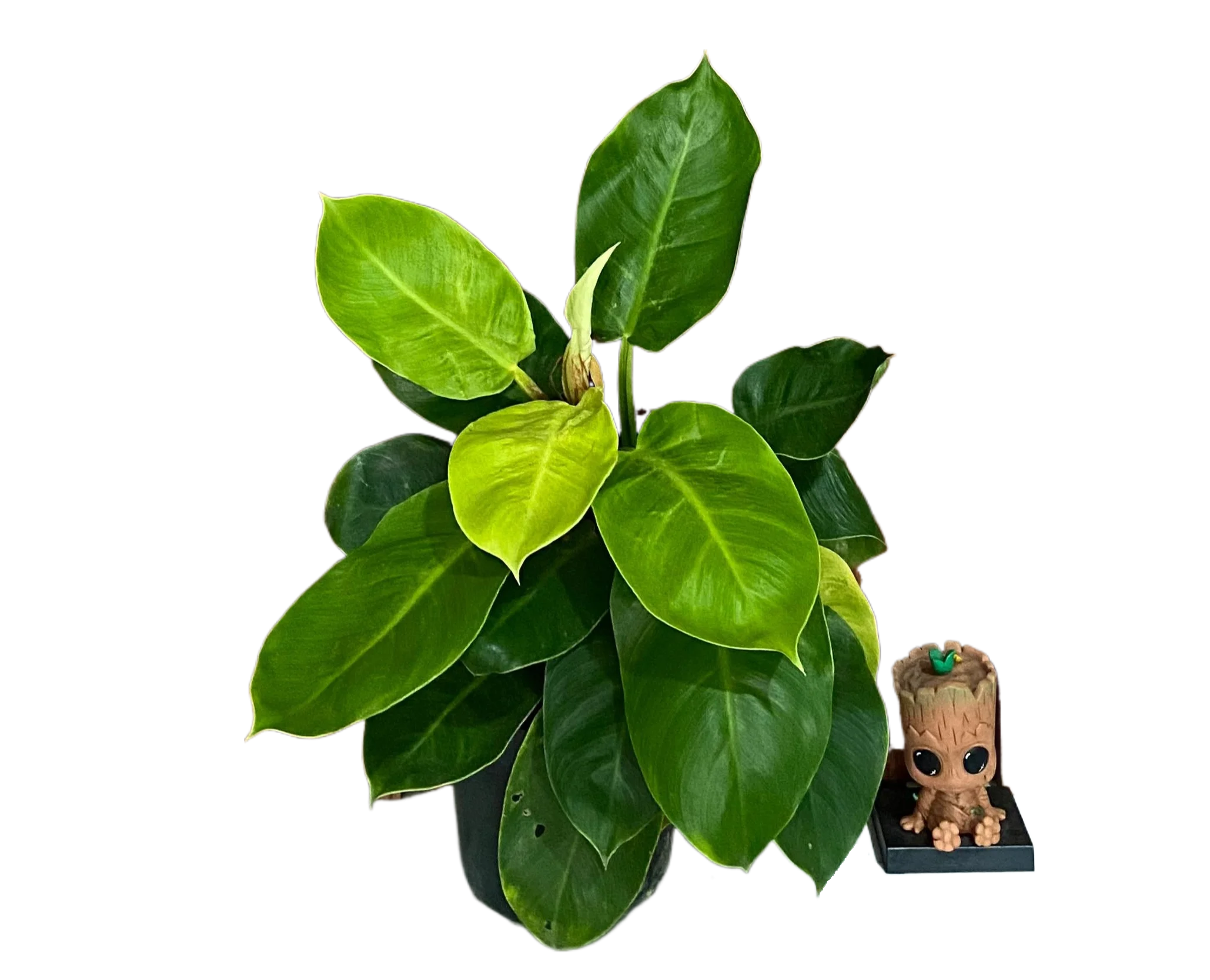 Philodendron Moonlight